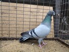Gołębie Jaskólaki Siwki Wysokolotne Wysyłka - 2
