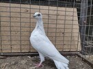 Gołębie Jaskólaki Siwki Wysokolotne Wysyłka - 5