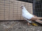 Gołębie Widyny Motyle Łapciate Wysyłka - 2