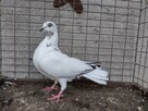 Gołębie Jaskólaki Siwki Wysokolotne Wysyłka - 9