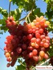 Sadzonki winorośli wysokiej jakości (Ukraina) - 1