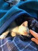Malutkie Śnieżynki potrzebują domu! - 2