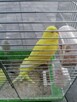 Papugi faliste młode - 1