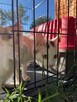 Malutkie Śnieżynki potrzebują domu! - 3