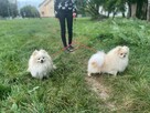 Szpic miniaturowy -Pomeranian -cudny reproduktor 2kg, KRYCIE - 3