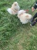 Szpic miniaturowy -Pomeranian -cudny reproduktor 2kg, KRYCIE - 9