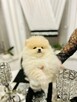 Szpic miniaturowy -Pomeranian -cudny reproduktor 2kg, KRYCIE - 12