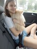 Szpic miniaturowy -Pomeranian -cudny reproduktor 2kg, KRYCIE - 8