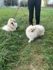 Szpic miniaturowy -Pomeranian -cudny reproduktor 2kg, KRYCIE - 5