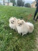 Szpic miniaturowy -Pomeranian -cudny reproduktor 2kg, KRYCIE - 2
