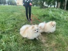Szpic miniaturowy -Pomeranian -cudny reproduktor 2kg, KRYCIE - 4