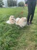 Szpic miniaturowy -Pomeranian -cudny reproduktor 2kg, KRYCIE - 10