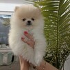 Szpic miniaturowy -Pomeranian -cudny reproduktor 2kg, KRYCIE - 11