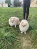 Szpic miniaturowy -Pomeranian -cudny reproduktor 2kg, KRYCIE - 7