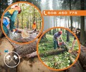 Wycinanie drzew, krzewów, wycinka, ścinka, drwal, arborysta - 3