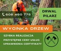Wycinanie drzew, krzewów, wycinka, ścinka, drwal, arborysta - 1