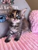 Kotka Maine Coon - 2