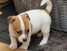 Szczeniaki Jack Russell terrier - 4