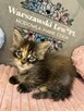 Kotka Maine Coon - 3