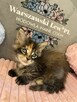 Kotka Maine Coon - 5