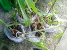 Miskant olbrzymii - idealny na żywopłot, sadzonki duże, małe - 1