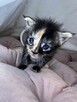 Kotka Maine Coon - 1