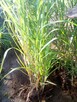 Miskant olbrzymii - idealny na żywopłot, sadzonki duże, małe - 2
