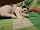 Odpowiedzialnych i pełnych miłości domów wypatrują Płomień, - 5