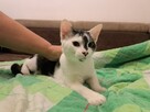 Odpowiedzialnych i pełnych miłości domów wypatrują Płomień, - 4