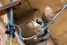 Ornitolog - kompleksowe usługi ornitologiczne - 2