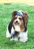 Biewer Yorkshire Terrier ZKwP/ FCI szczeniaki po Championach - 14