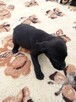 Labrador retriever pieski i suczki - 7