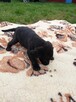 Labrador retriever pieski i suczki - 2