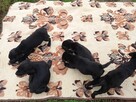 Labrador retriever pieski i suczki - 5