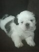 Urocze pieski Shih-tzu z rodowodem - 2