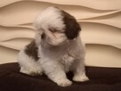 Urocze pieski Shih-tzu z rodowodem - 3