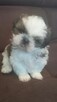 Urocze pieski Shih-tzu z rodowodem - 8