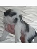 Urocze pieski Shih-tzu z rodowodem - 5