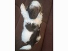 Urocze pieski Shih-tzu z rodowodem - 6