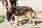Senior - przyjacielski i łagodny pies - 5