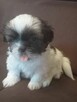 Urocze pieski Shih-tzu z rodowodem - 9
