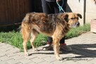 Senior - przyjacielski i łagodny pies - 2