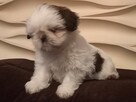 Urocze pieski Shih-tzu z rodowodem - 4