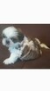 Urocze pieski Shih-tzu z rodowodem - 7