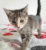 KOKO - super koteczka do adopcji - 3