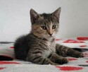 KOKO - super koteczka do adopcji - 2