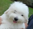 Coton de Tulear piękne szczenię przyjazne alergikom. - 3