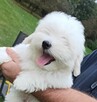 Coton de Tulear piękne szczenię przyjazne alergikom. - 4