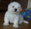Coton de Tulear piękne szczenię przyjazne alergikom. - 2