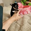 Chihuahua Piękny Mądry Słodziak po Championach Rod.FCI - 10